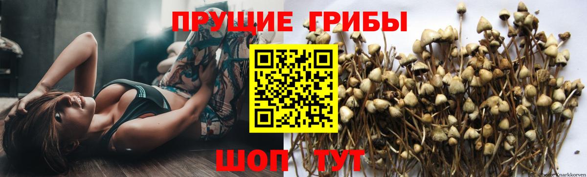 Галлюциногенные грибы прущие грибы  Вход с VPN  Качканар  Галлюциногенные грибы MAGIC MUSHROOMS 